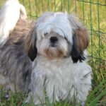 best hypoallergenic dog breeds