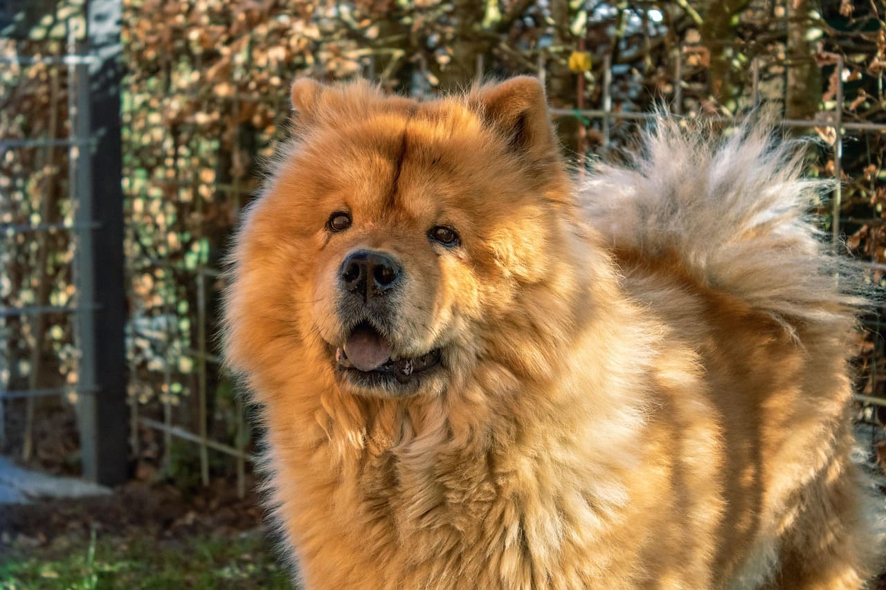 big fluffy dog breeds