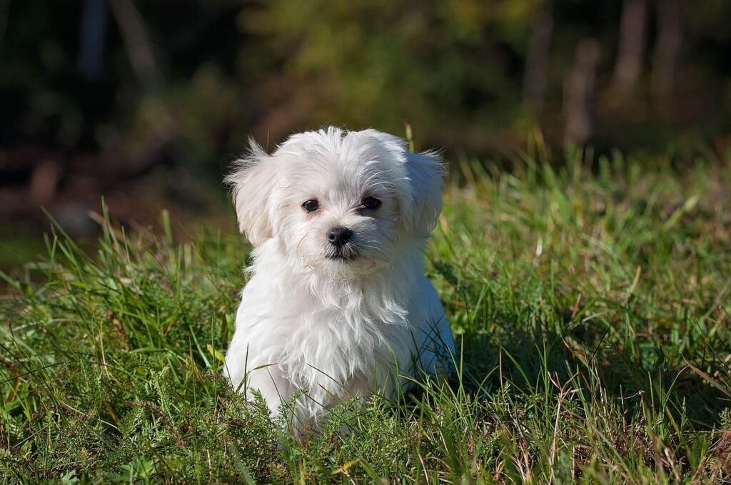 cute small dog breeds hypoallergenic