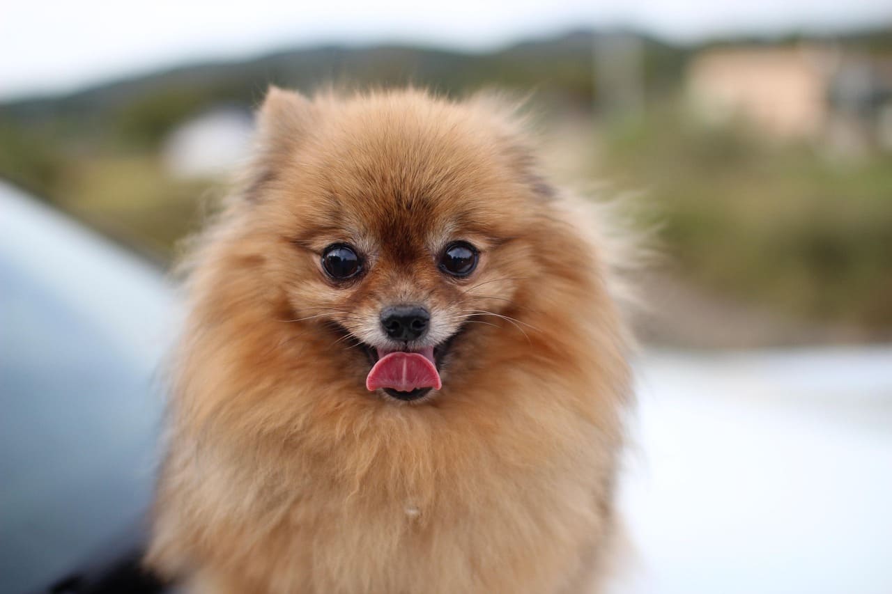 cute small dog breeds