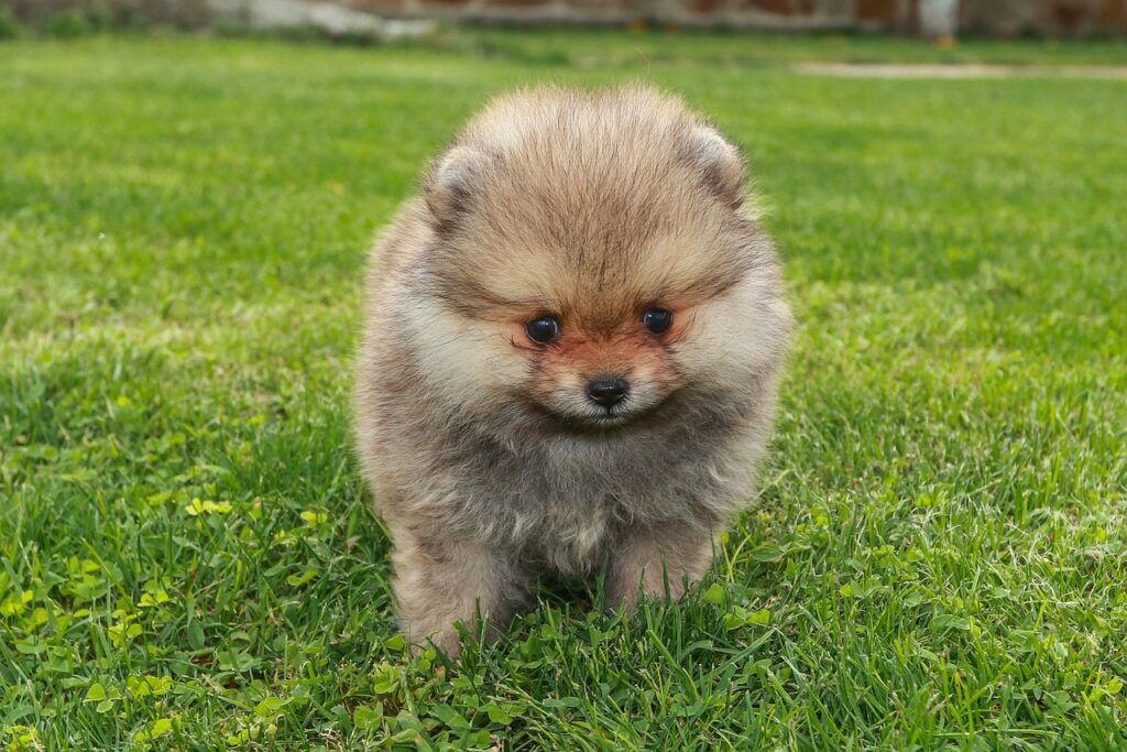 cutest dog breeds
