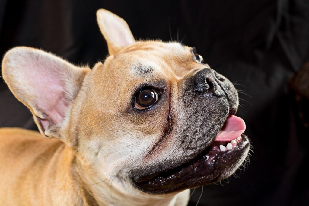 cutest small dog breeds