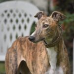 german hound dog breeds