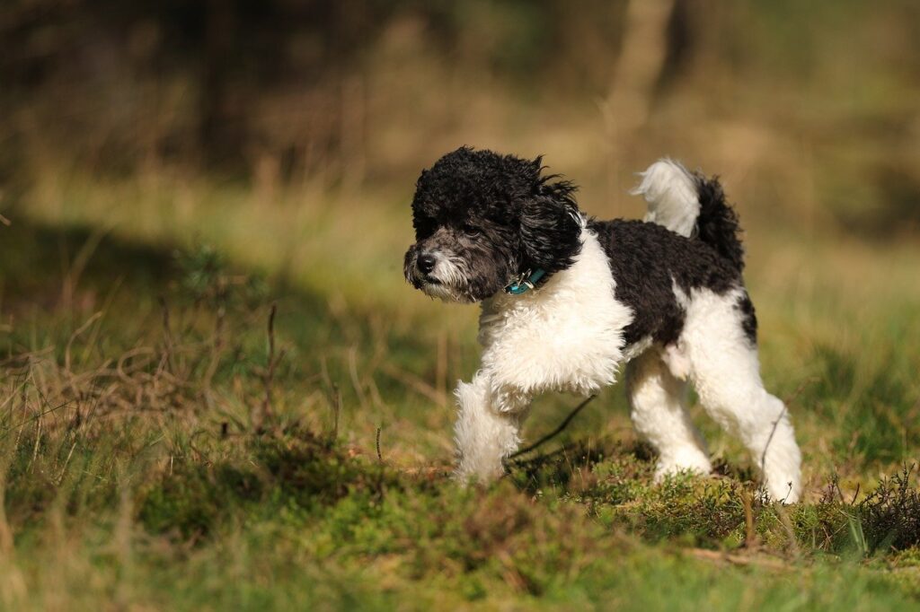 hypoallergenic dog breeds