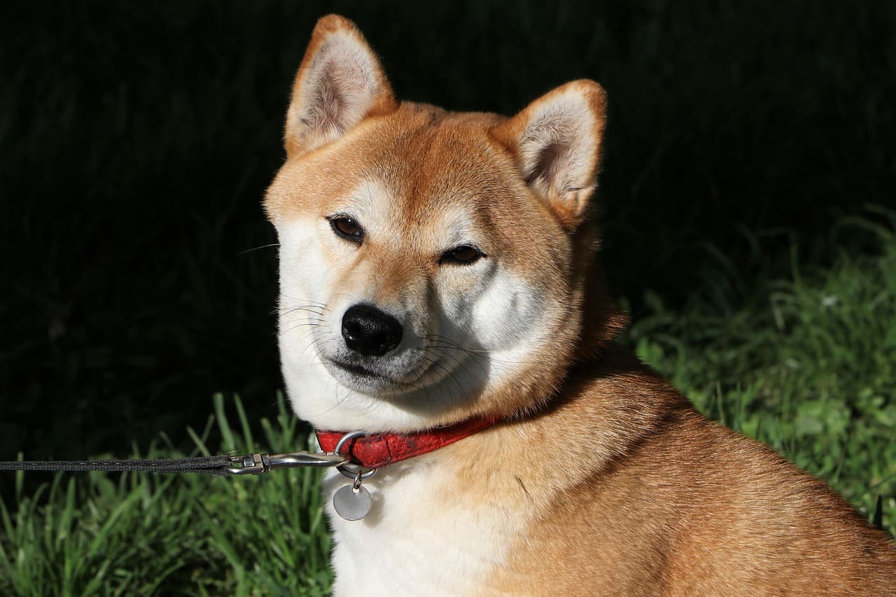japanese dog breeds