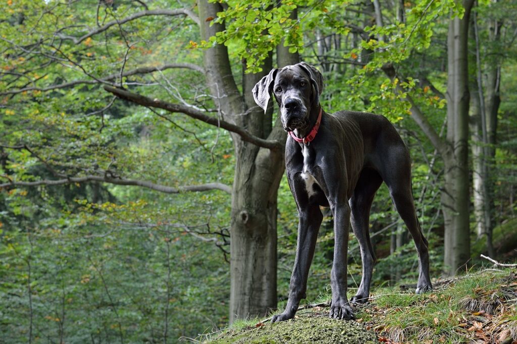 large dog breeds