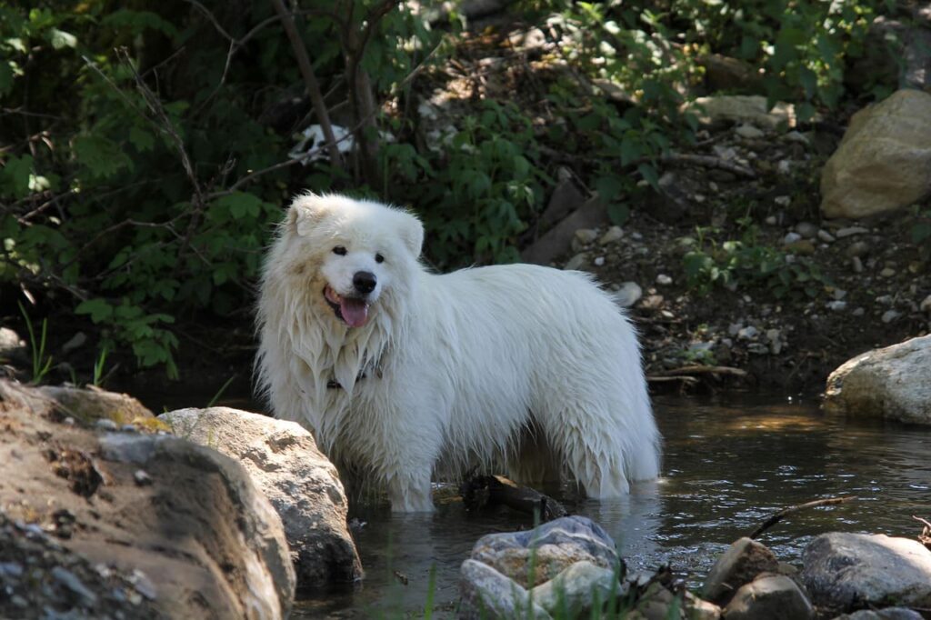 most expensive dog breeds to own