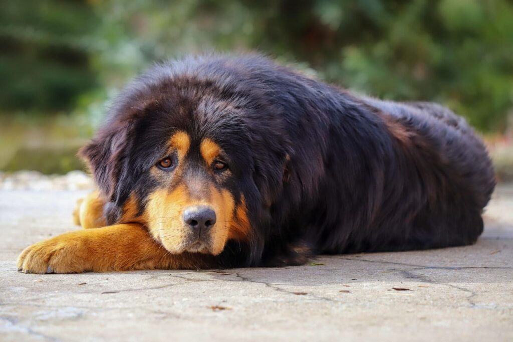 most expensive mixed dog breeds