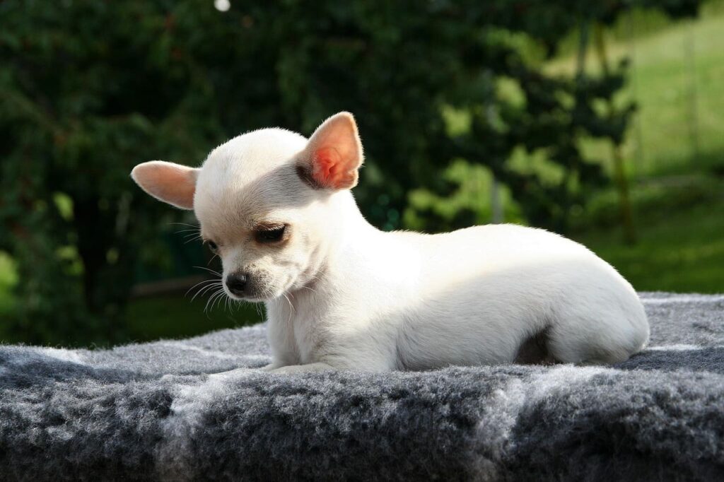 small hypoallergenic dog breeds